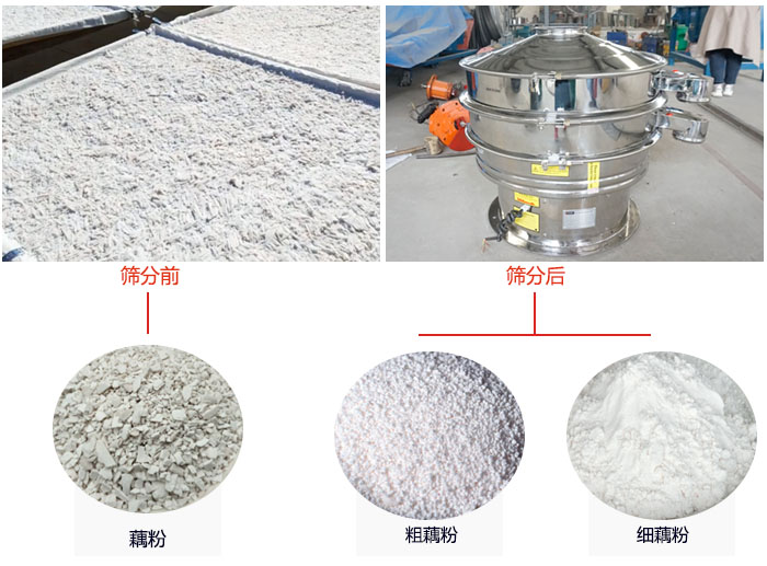 蓮藕淀粉曬干，采用304不銹鋼材質(zhì)藕粉振動篩篩分后前后對比效果圖展示。